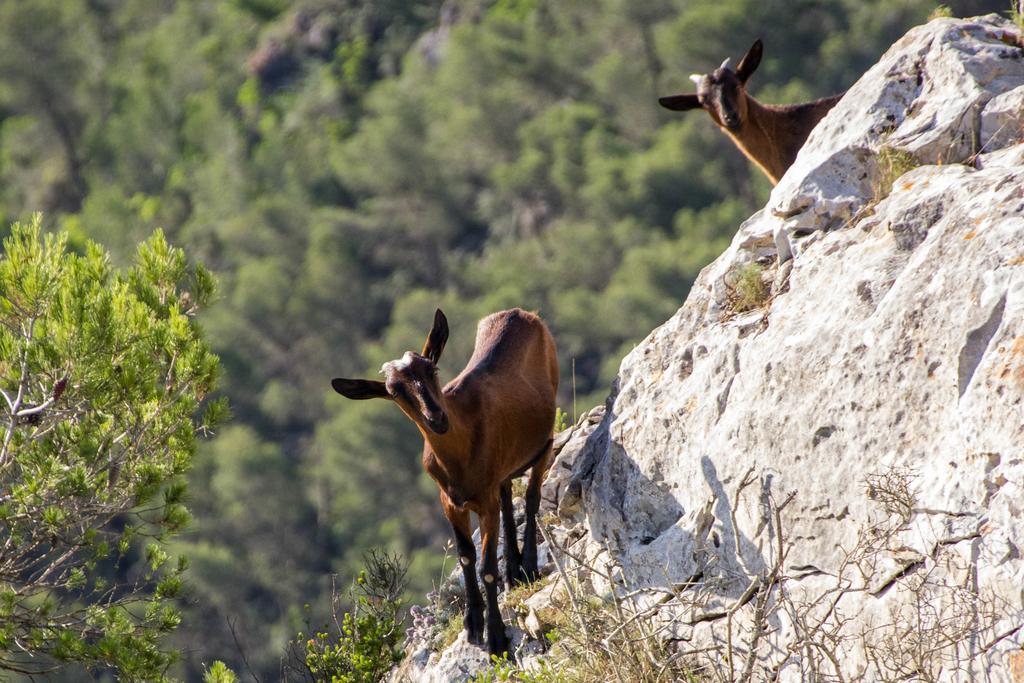Petit Hostatgeria Sant Salvador 3* Felanitx